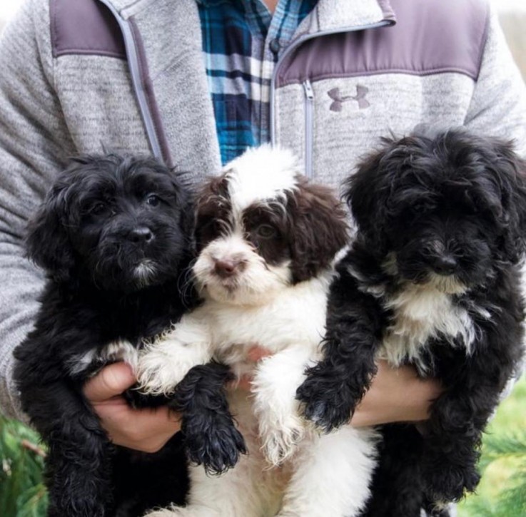 Sweet Portuguese water dogs for sale 