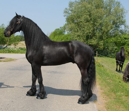 Friesian Horses Available