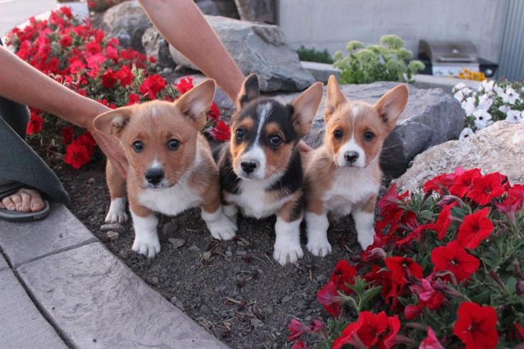 Awesome welsh corgi Puppies Available