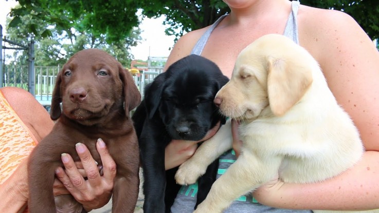 Labrador Retriever Puppies