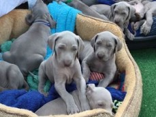 Cute Weimaraner Puppies