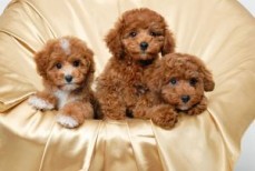 Home Raised Toy Poodle Puppies 