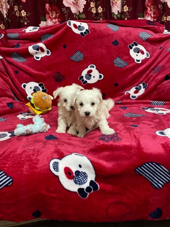 Adorable Maltese Puppies 