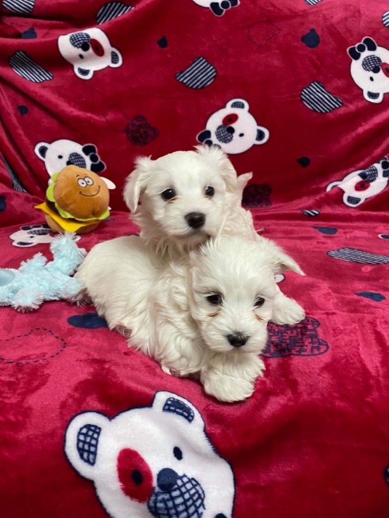 Adorable Maltese Puppies 