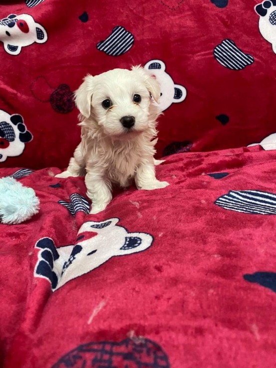 Adorable Maltese Puppies 