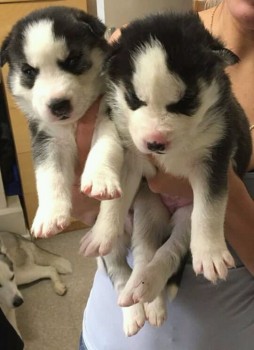 Husky Puppies for sale