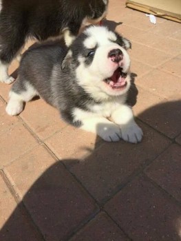 Husky Puppies for sale