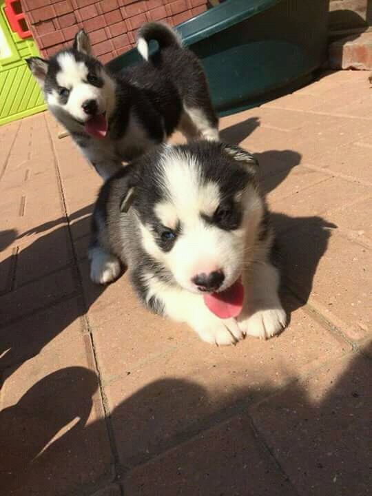 Husky Puppies for sale