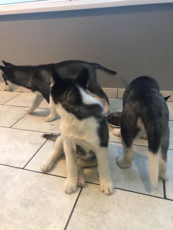 Husky Puppies for sale