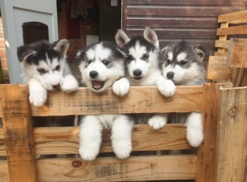 Husky Puppies for sale