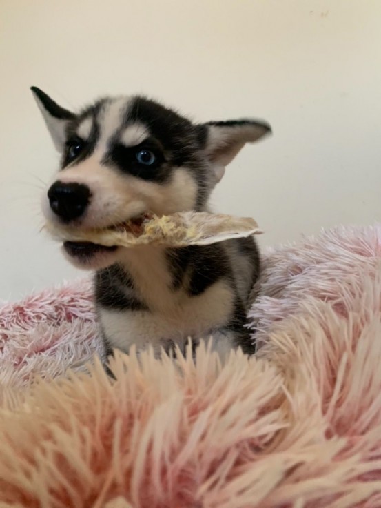 Husky Puppies for sale