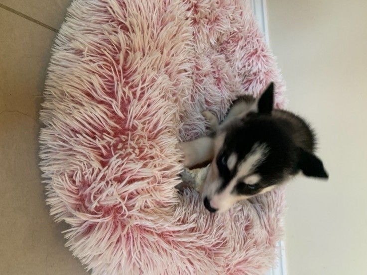 Husky Puppies for sale