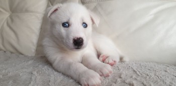 Husky Puppies for sale