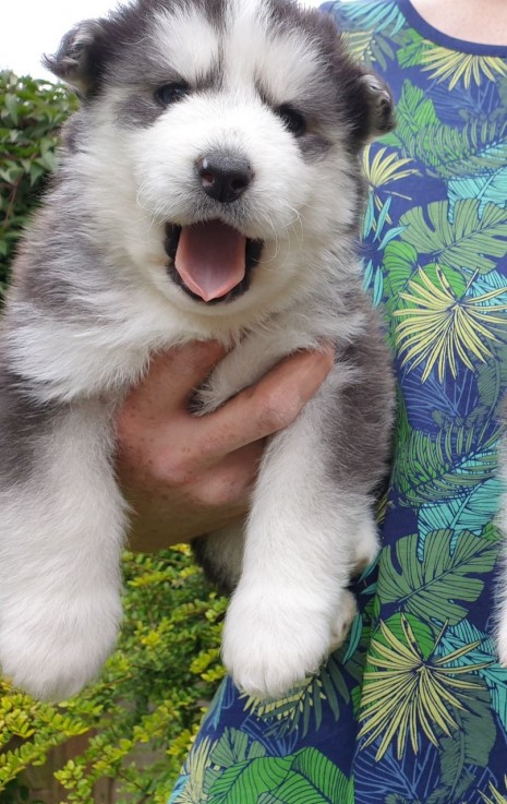 Husky Puppies for sale