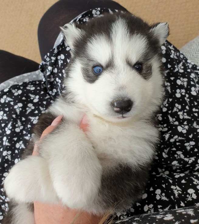 Husky Puppies for sale