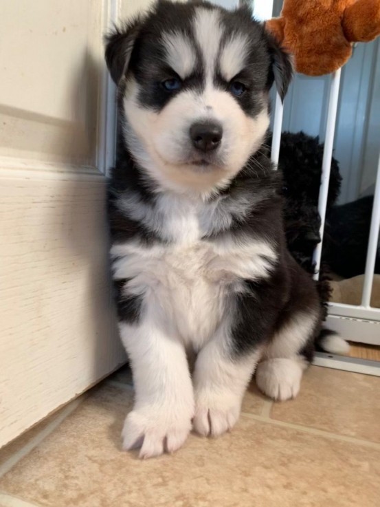 Husky Puppies for sale