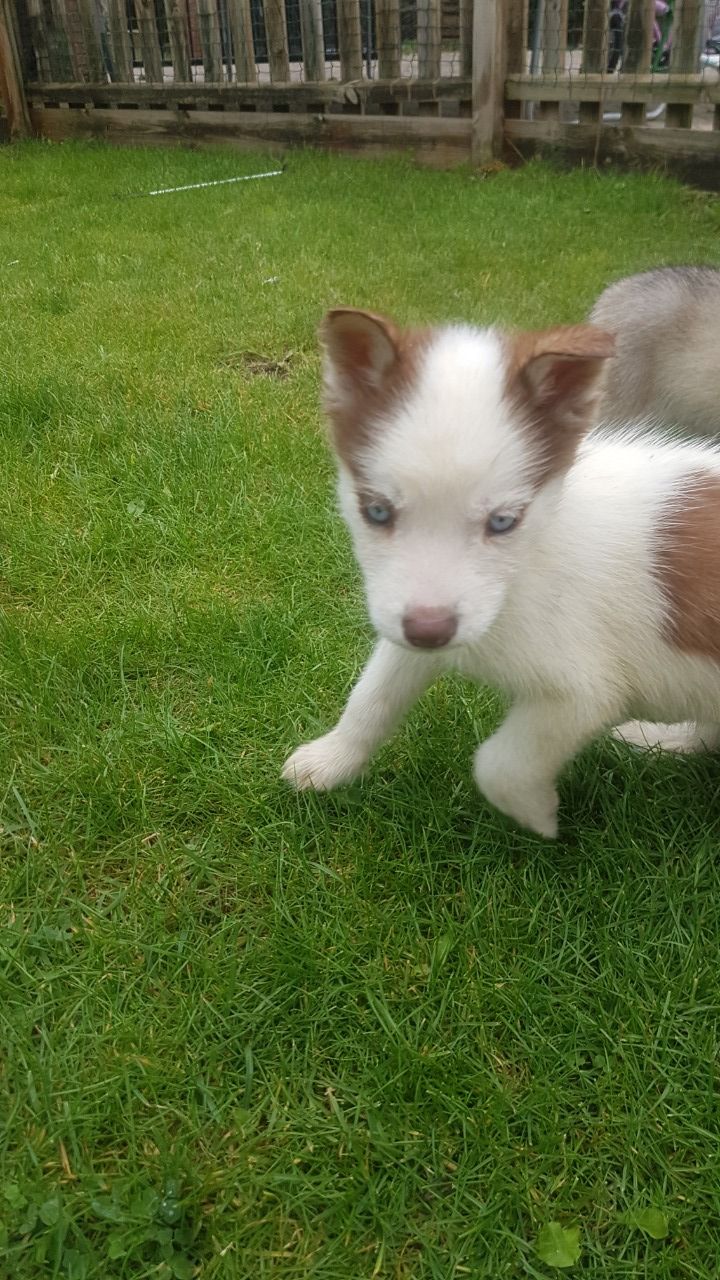 Husky Puppies for sale