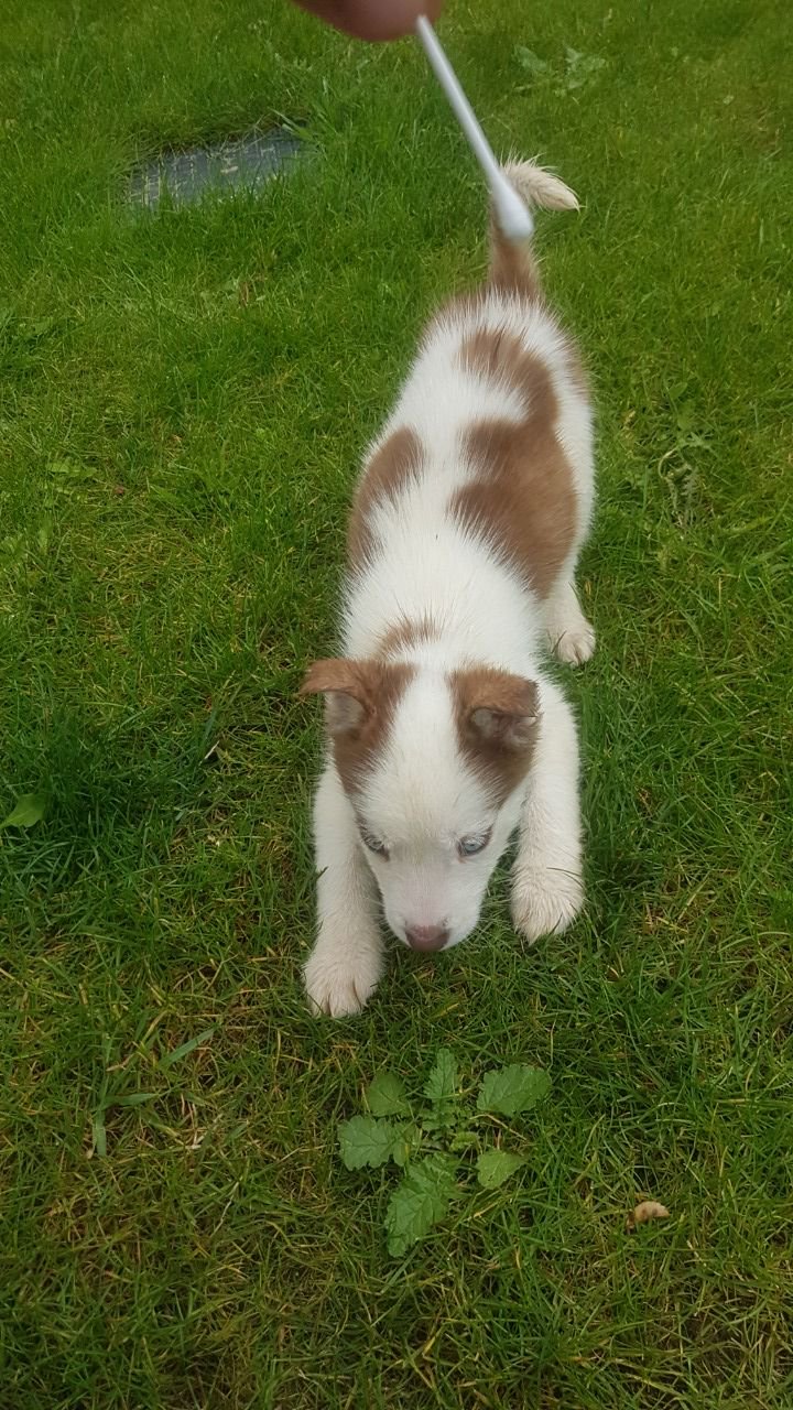 Husky Puppies for sale