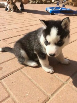 Husky Puppies for sale