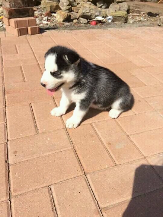 Adorable Husky Puppies for sale