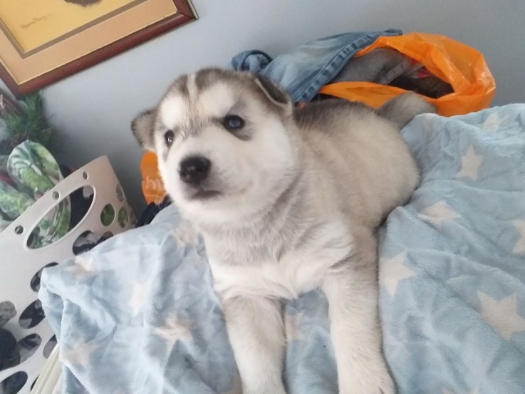 Husky Puppies for sale