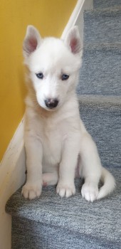 Amazing Husky Puppies for sale