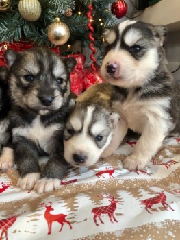 Male and Female Husky Puppies for sale