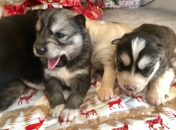 Male and Female Husky Puppies for sale