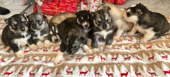 Male and Female Husky Puppies for sale