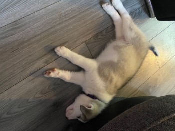 Male and Female Husky Puppies for sale