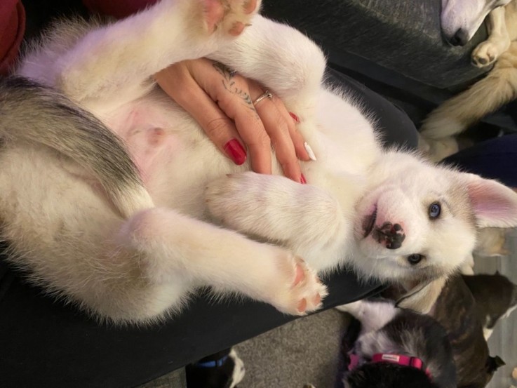 Male and Female Husky Puppies for sale