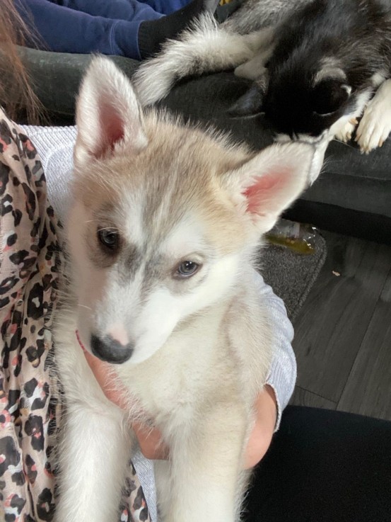 Male and Female Husky Puppies for sale