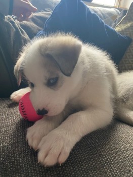 Husky Puppies for sale