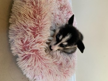 Husky Puppies for sale