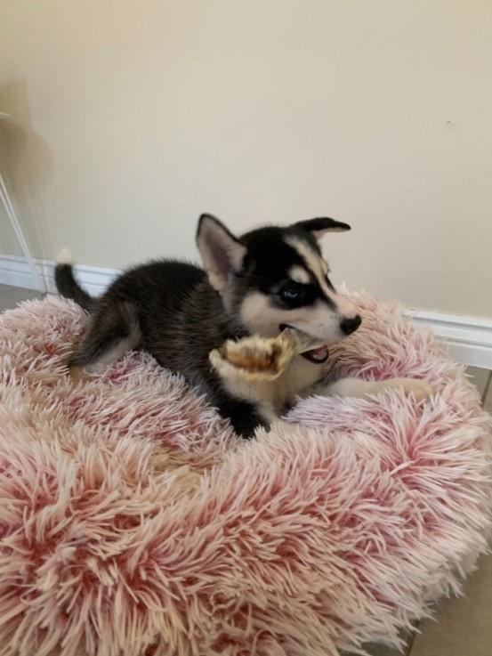 Husky Puppies for sale