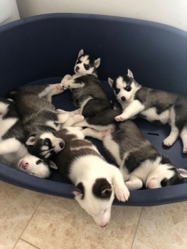 Male and Female Husky Puppies for sale