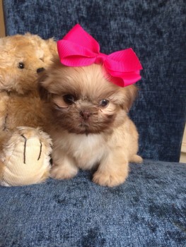 lovely shih tzu puppies for sale