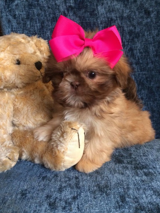 lovely shih tzu puppies for sale