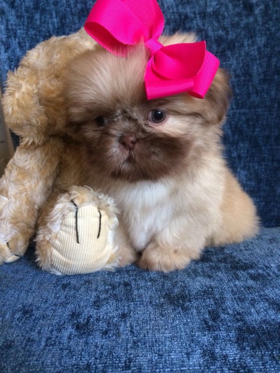 lovely shih tzu puppies for sale