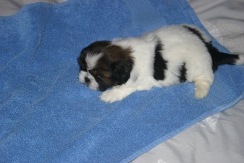 lovely shih tzu puppies for sale