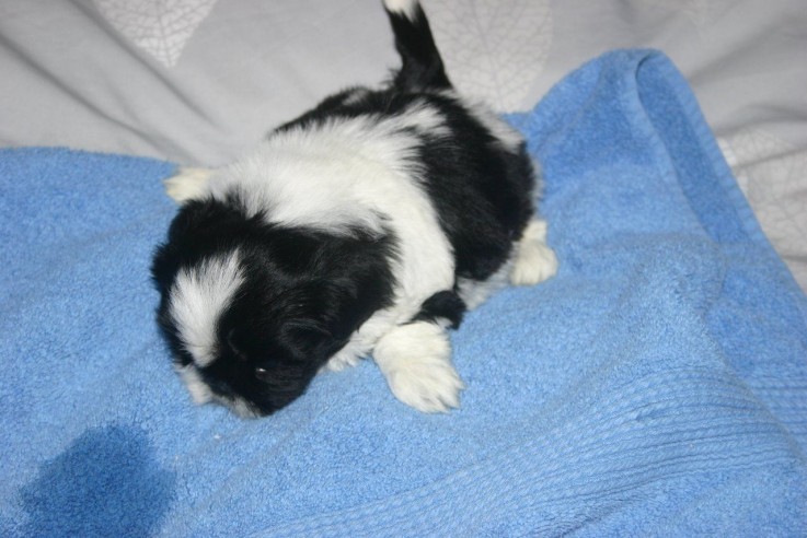 lovely shih tzu puppies for sale