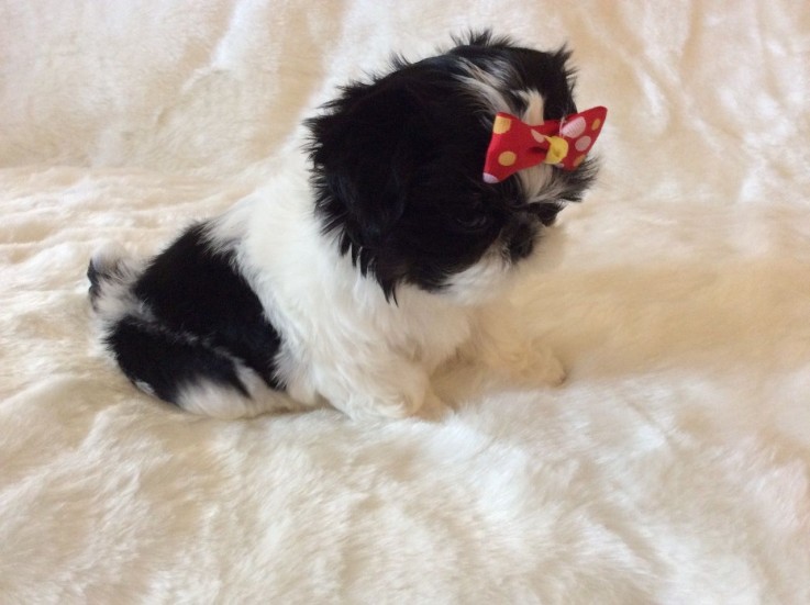 lovely shih tzu puppies for sale