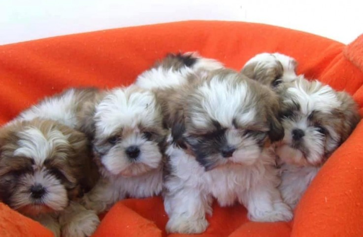 lovely shih tzu puppies for sale