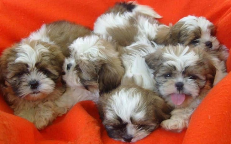 lovely shih tzu puppies for sale