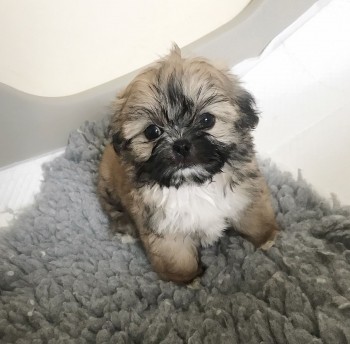 lovely shih tzu puppies for sale