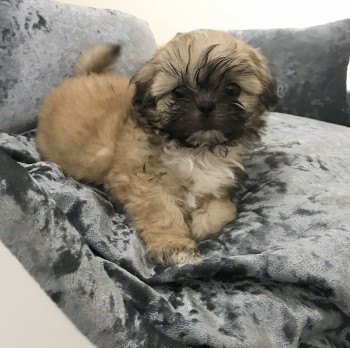 lovely shih tzu puppies for sale