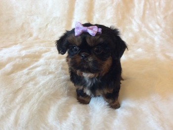 lovely shih tzu puppies for sale