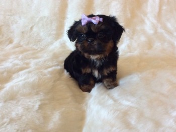 lovely shih tzu puppies for sale