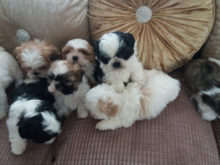 shih tzu puppies for sale