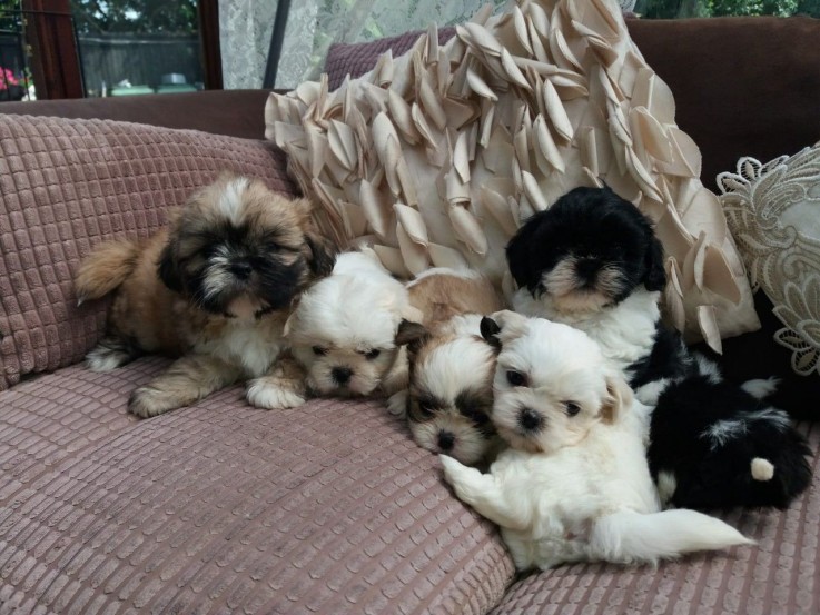 shih tzu puppies for sale